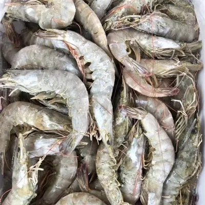 Dondurulmuş Vannamei Karidesi